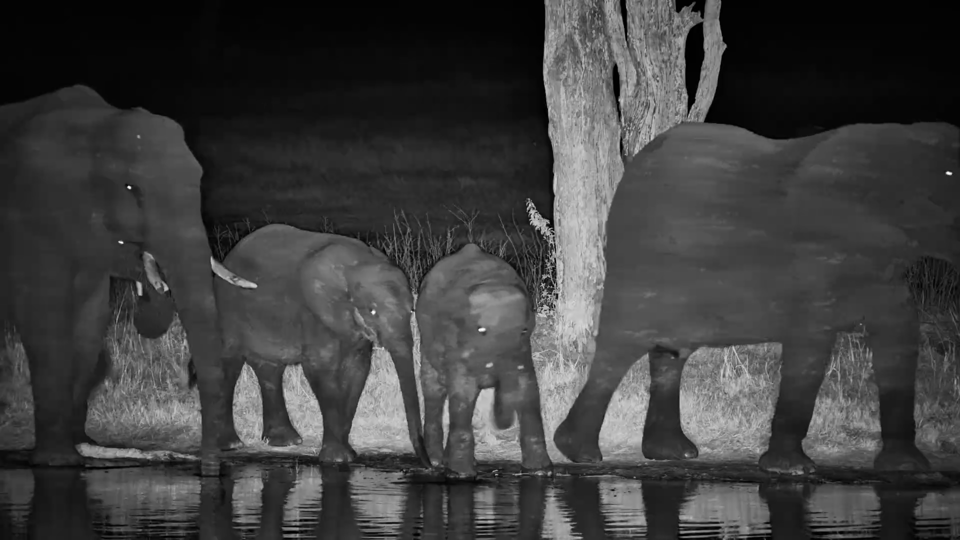 Elephant Family Owned the Night