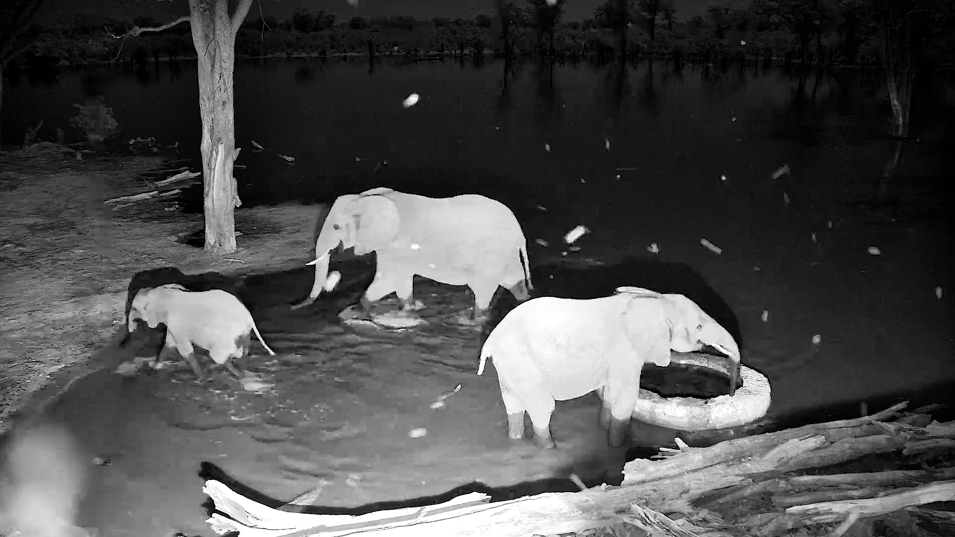 Quiet Night… Until the Elephant Let One Rip