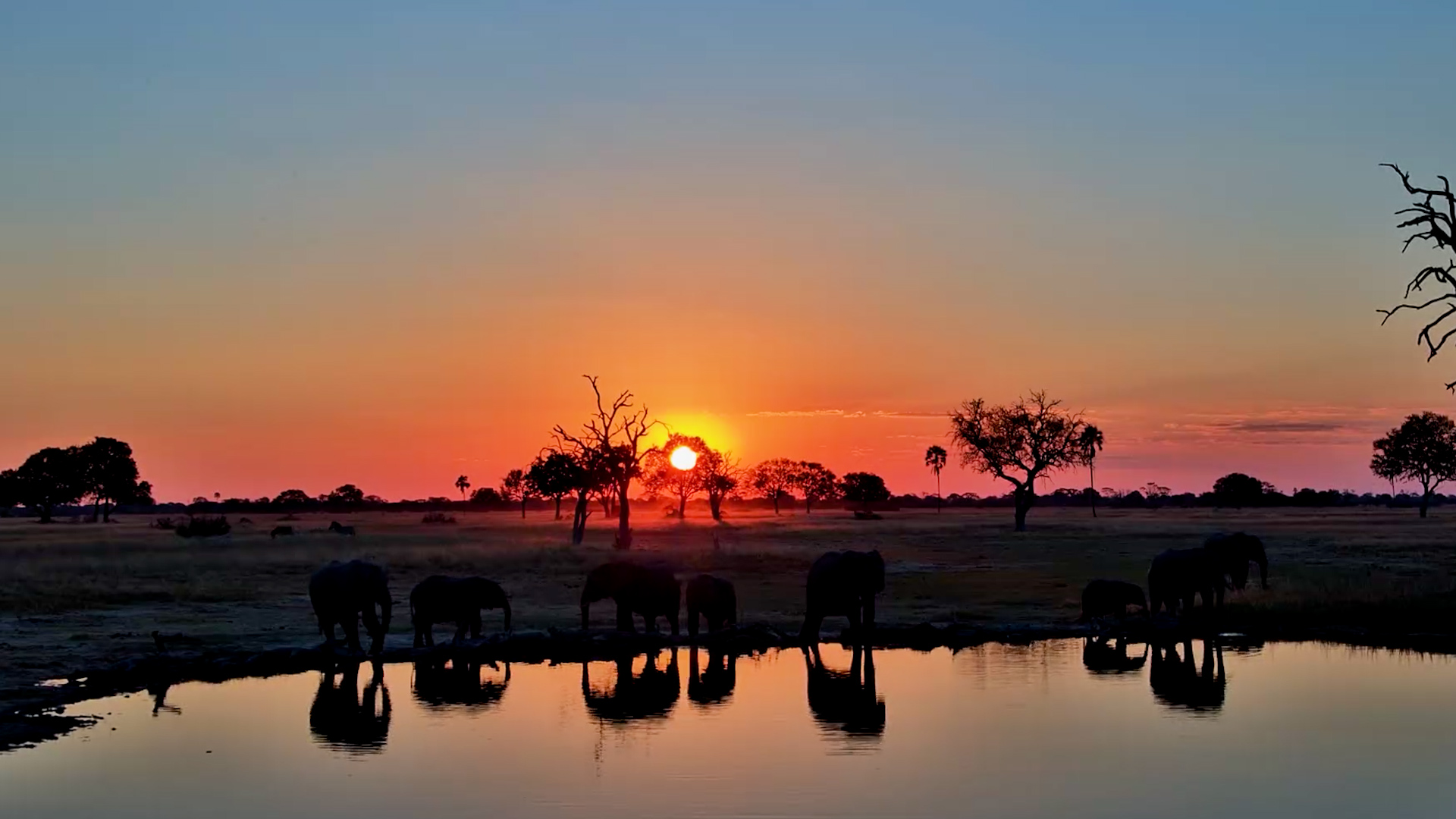 Pure Hwange Magic at Linkwasha
