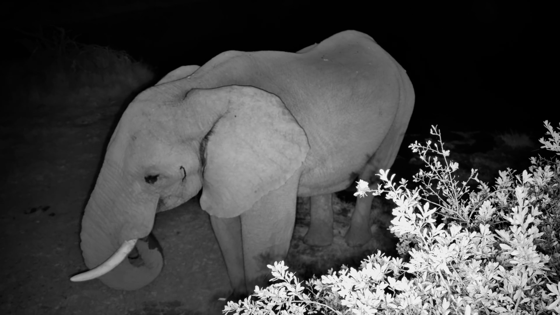 Elephant Drinking in the Dark