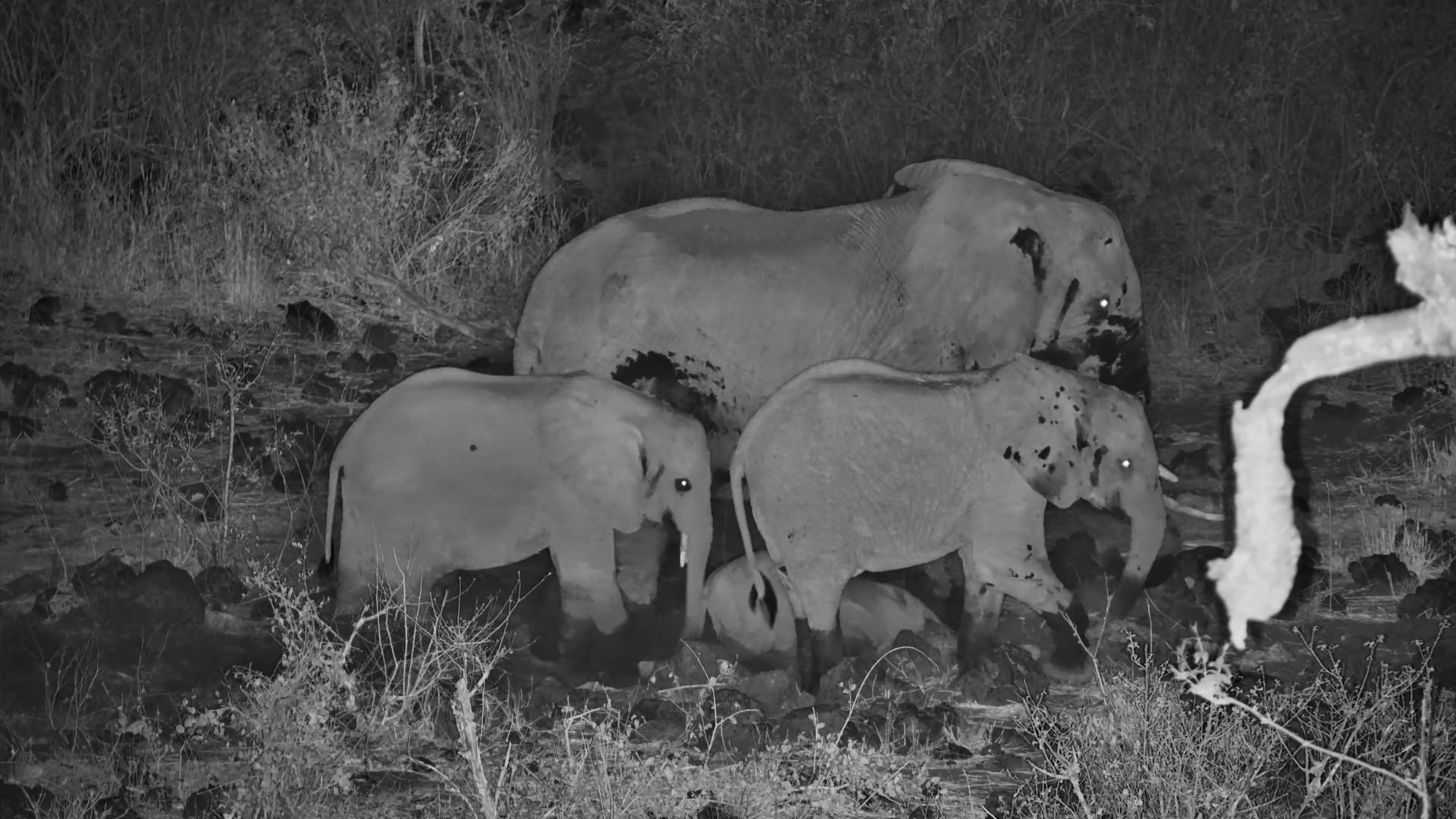 Nocturnal Fun: Elephant Dust Bath at Finch Hattons