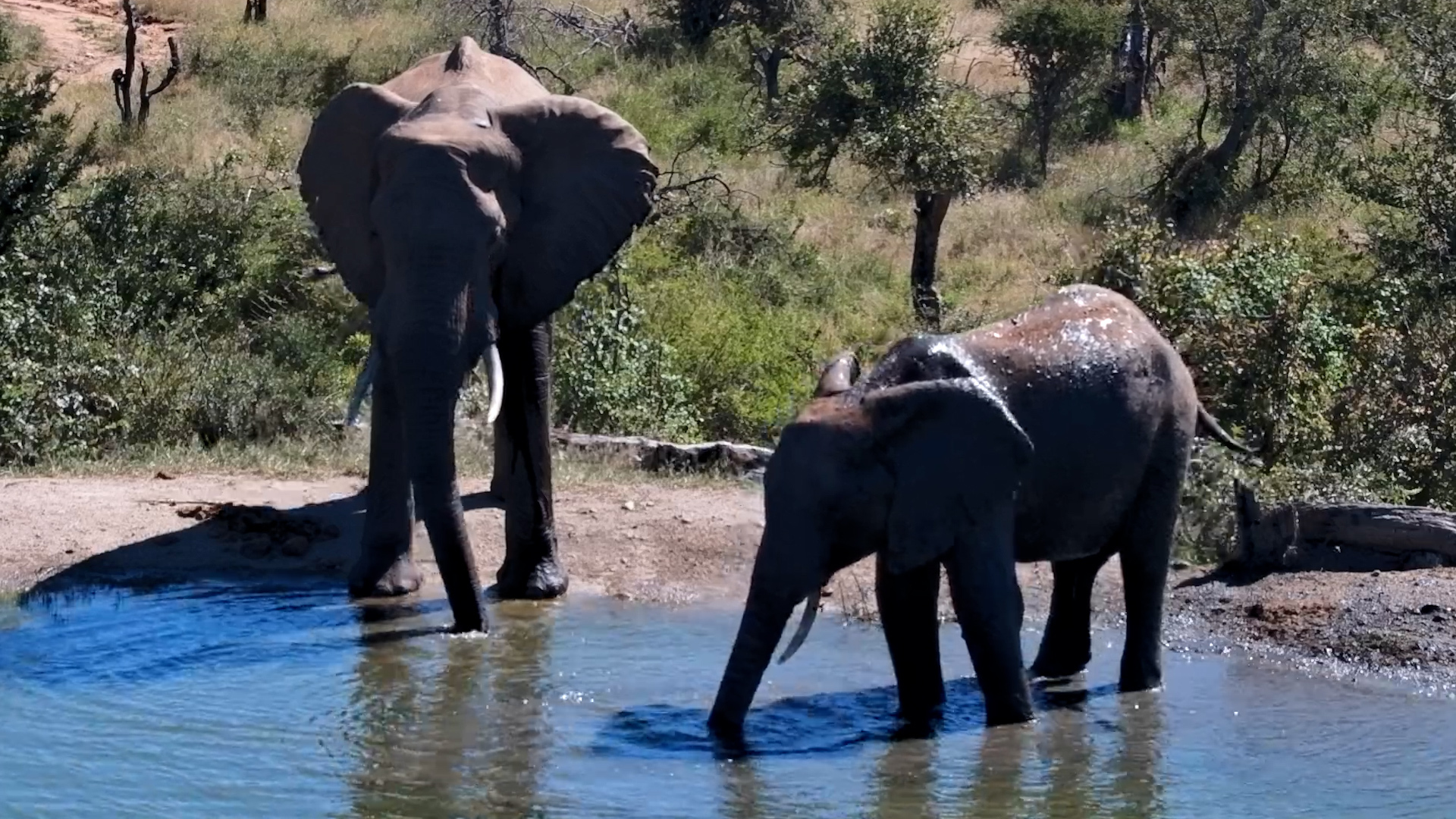 Elephants Enjoy the Water at Midday