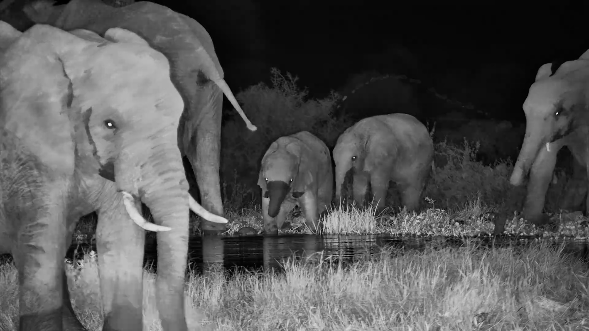 When the Herd Comes to Drink