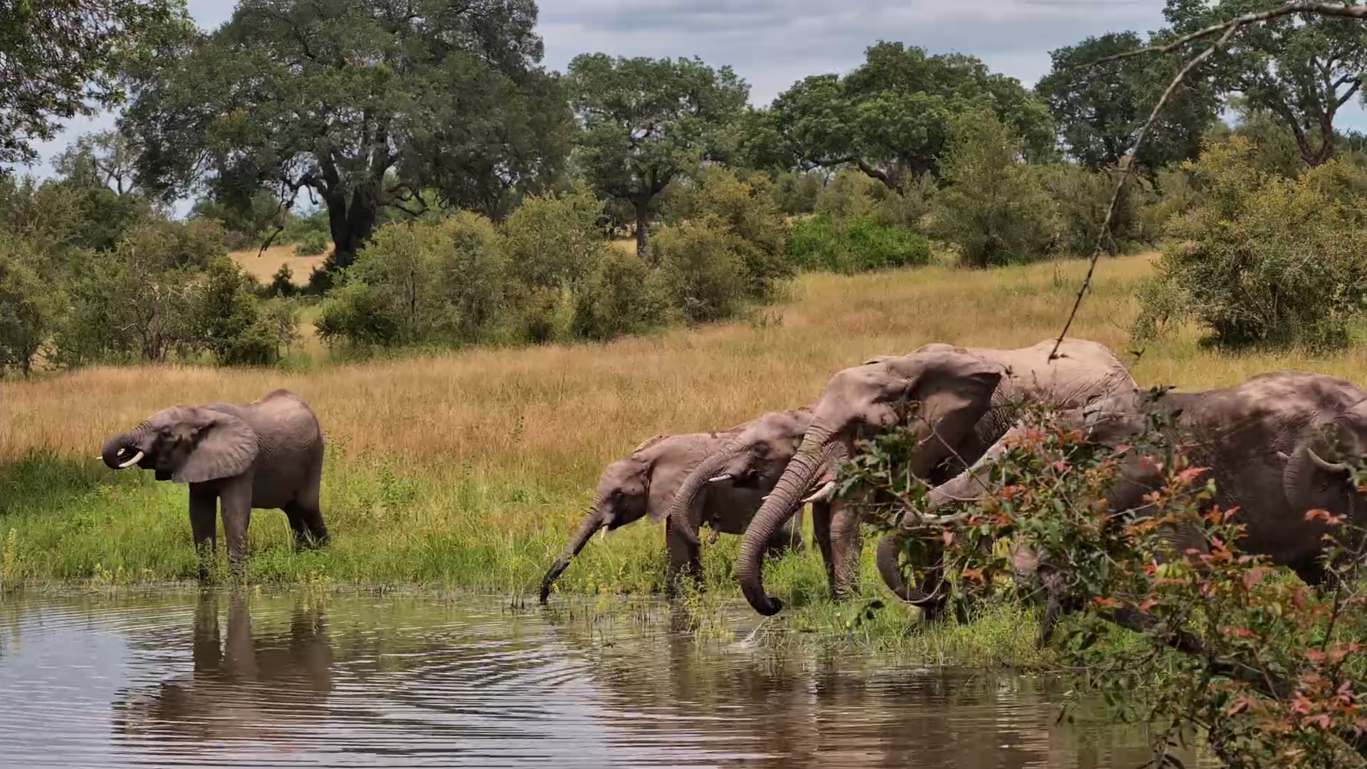Elephant Herd on the Move - Quick Drink at Roy’s Dam