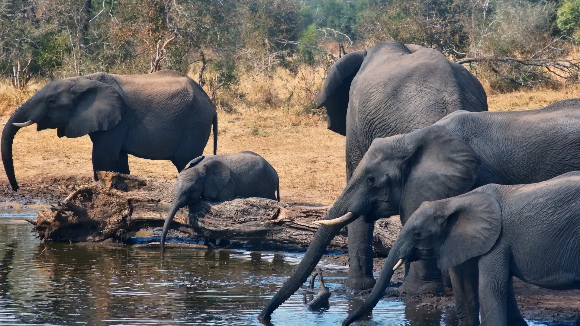 One Elephant Knew Where the Best Water Was