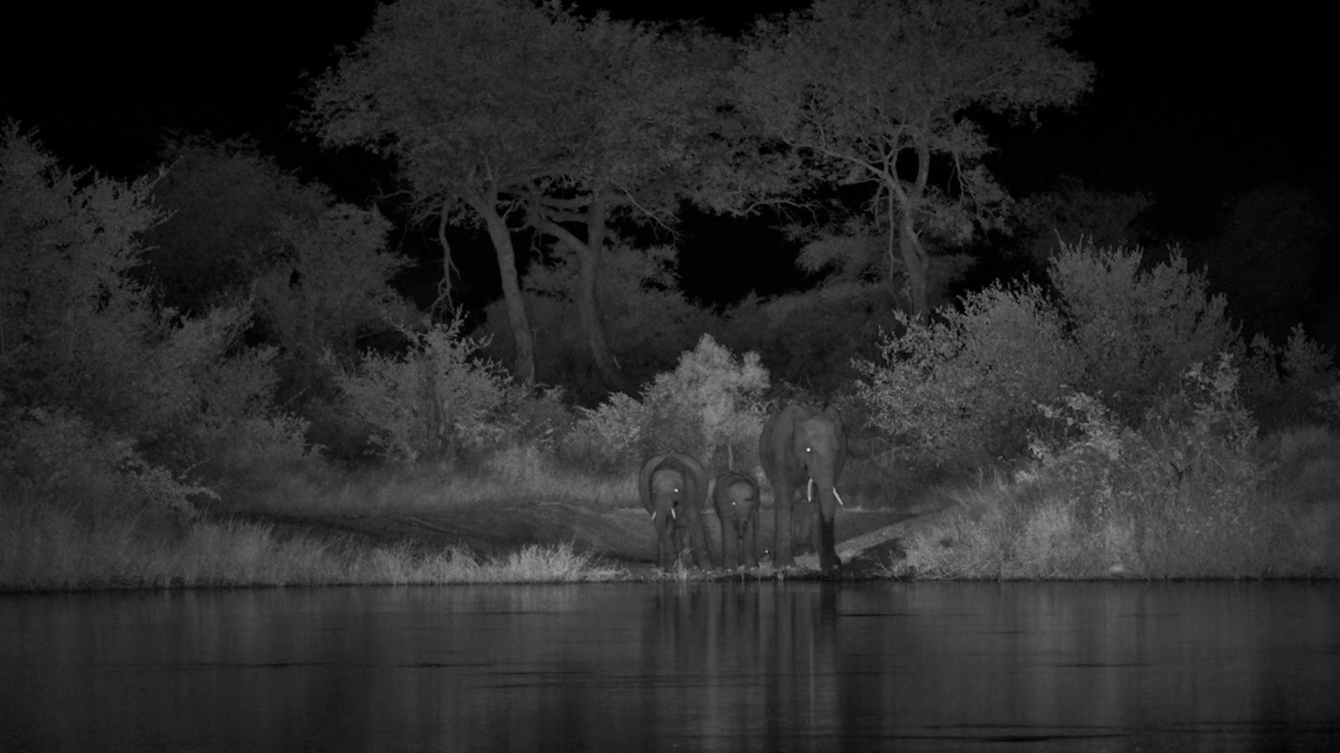 A Quick Nightime Sip