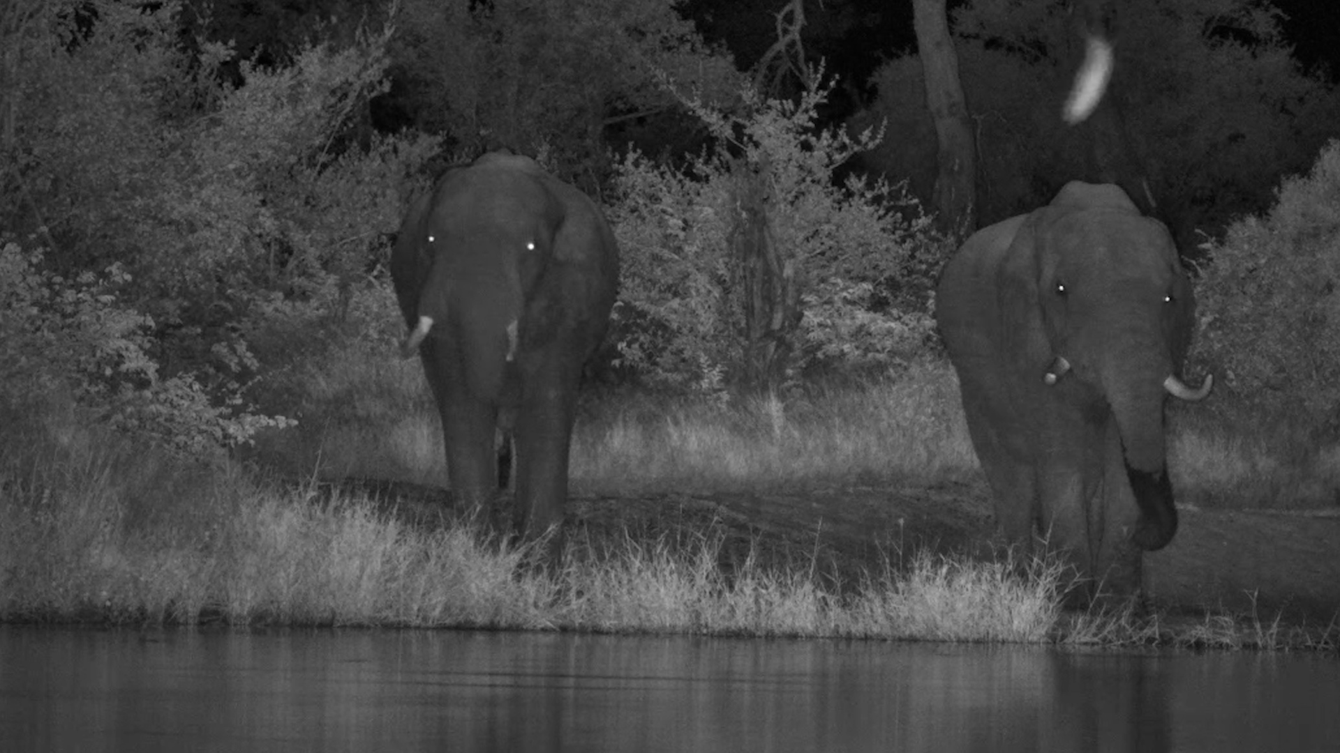 Two Bull Elephants Drink Together