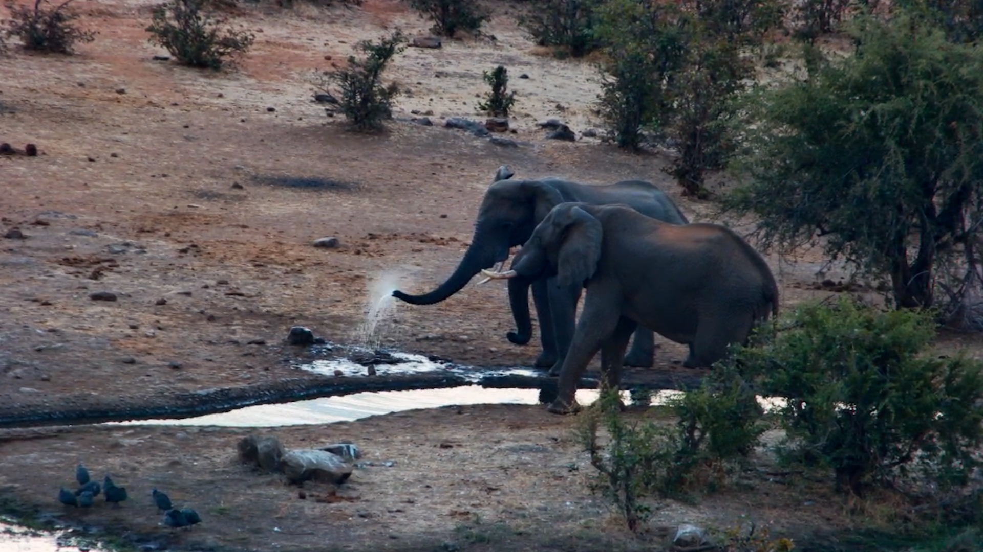 Just Another Perfect Elephant Afternoon