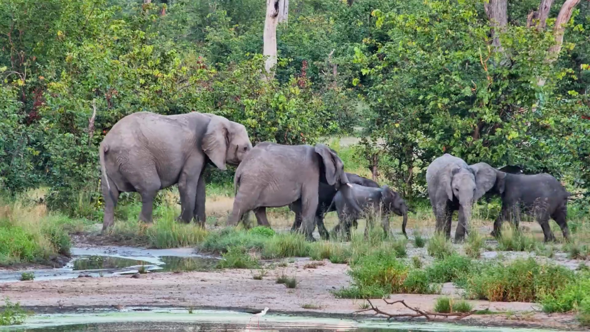 Twin Pan Turns Into Elephant Territory