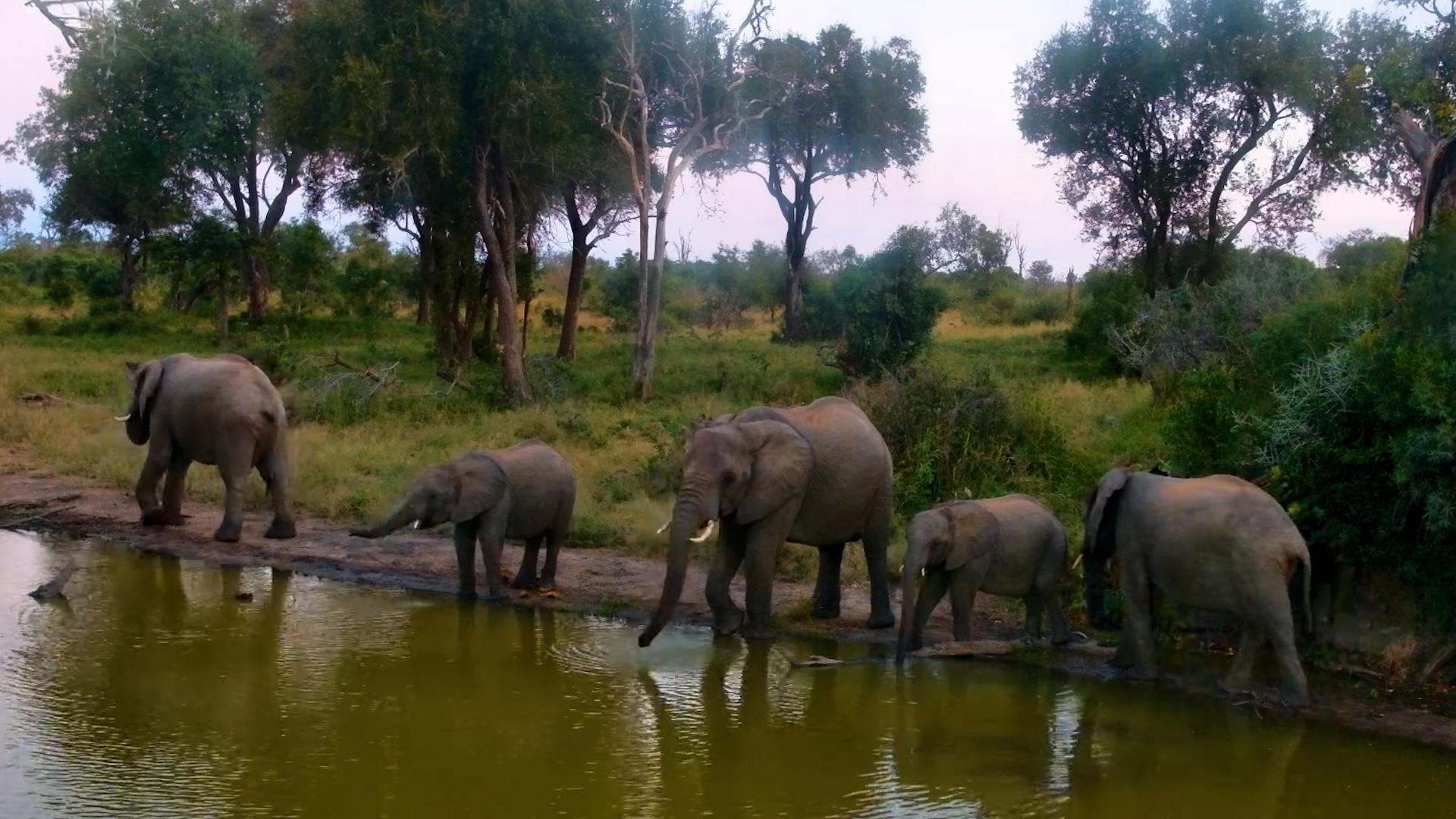 Gentle Giants at Peace in the African Wilderness