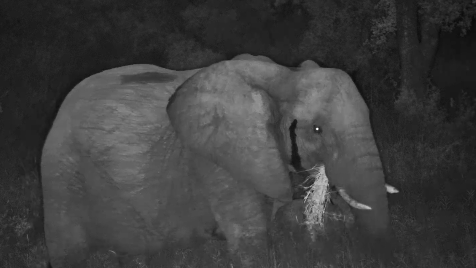 Elephants Feeding in the Dark