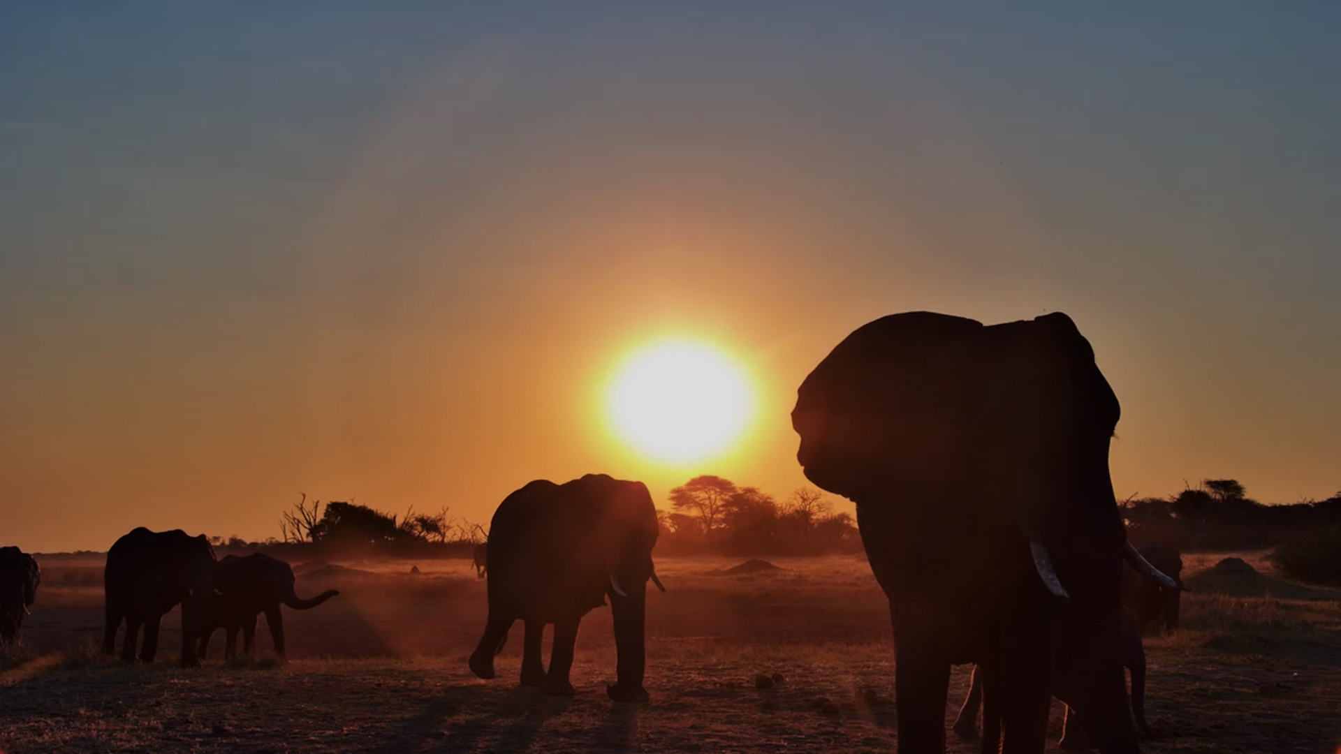 Golden Hour Belongs to the Elephants