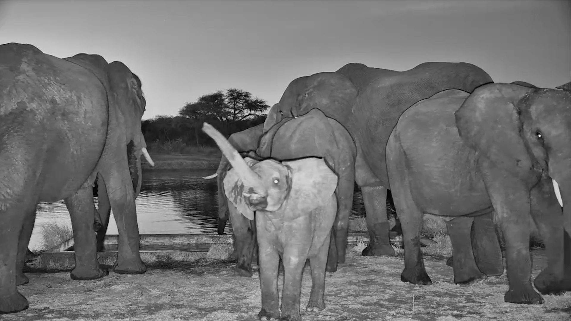 These Elephants Knew They Were Being Watched