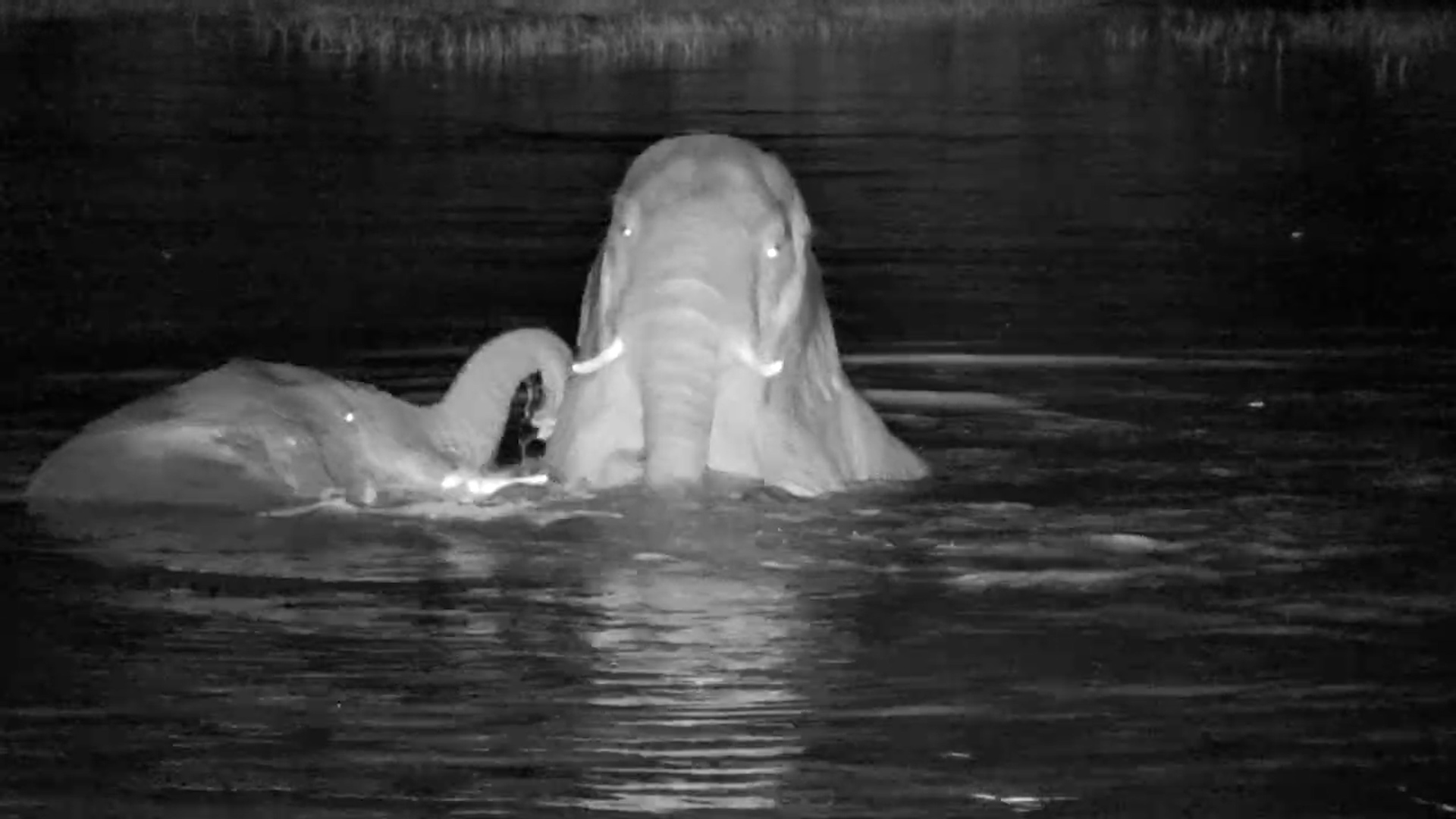 Night time Elephant Party! Splashing, Playing, Loving Life