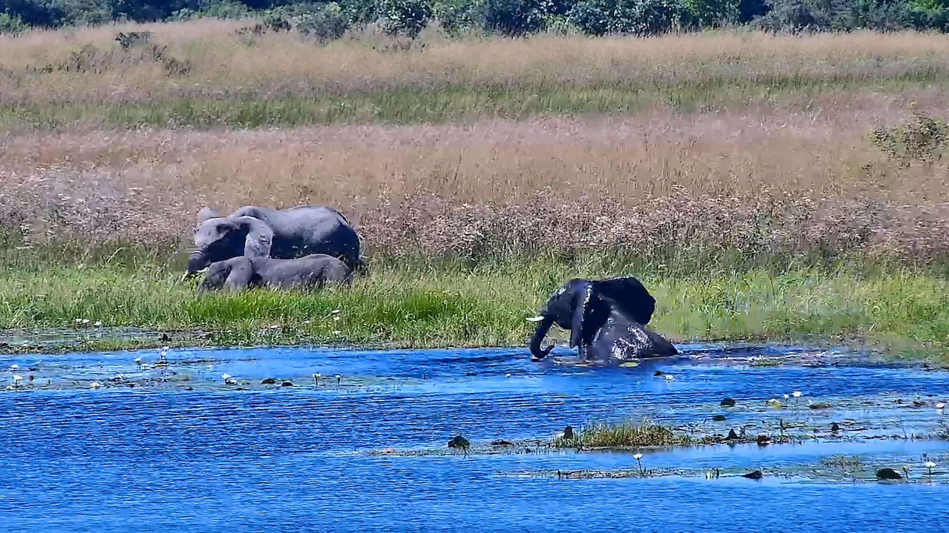 Elephants Cooling Off