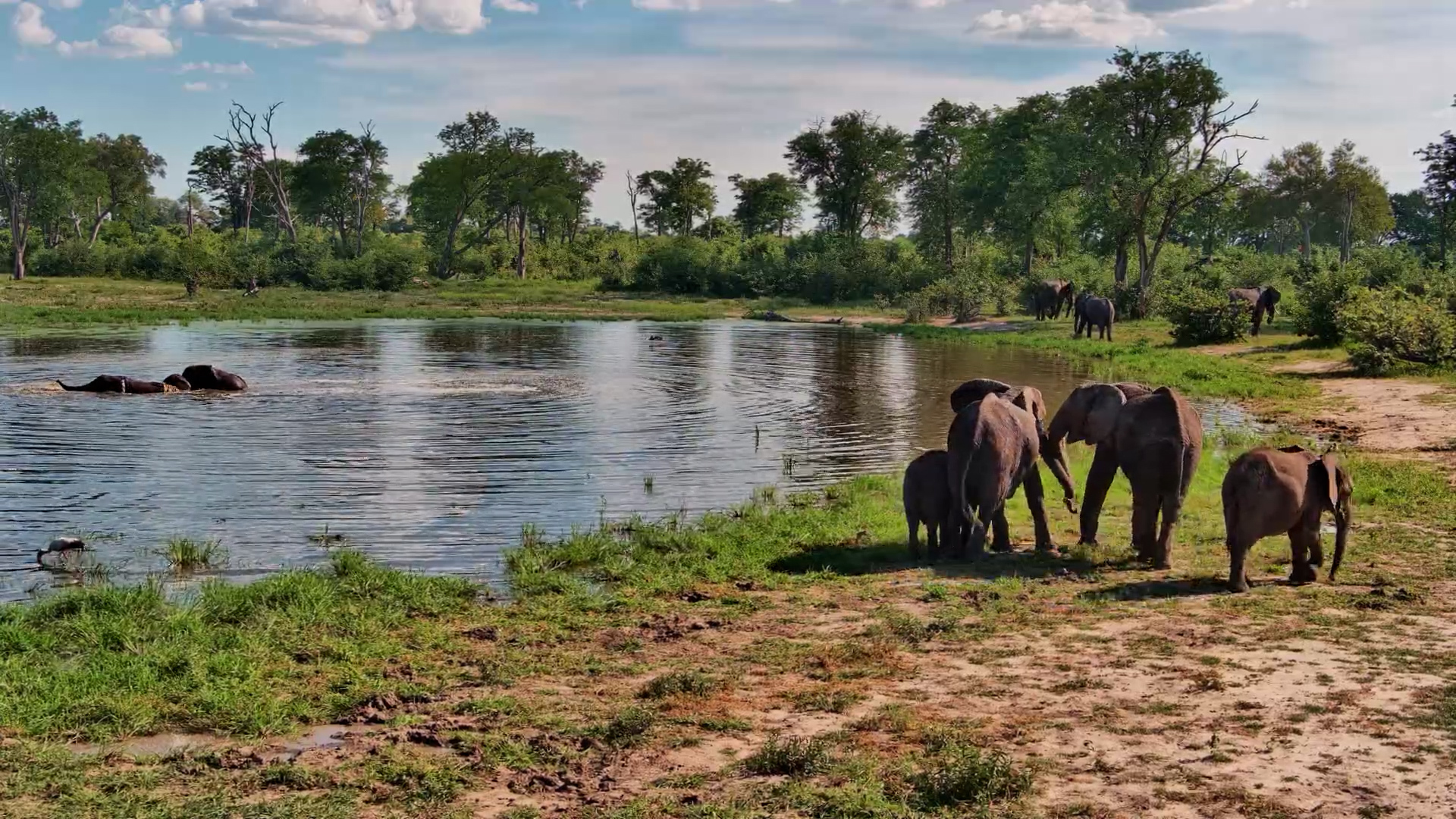 Elephant Pool Party Twin Pan Waterhole