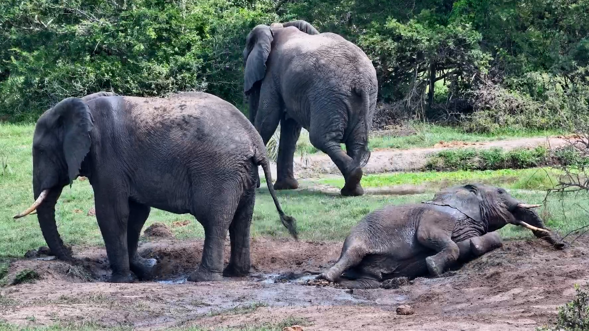 These Elephants Can’t Get Enough of Tembe