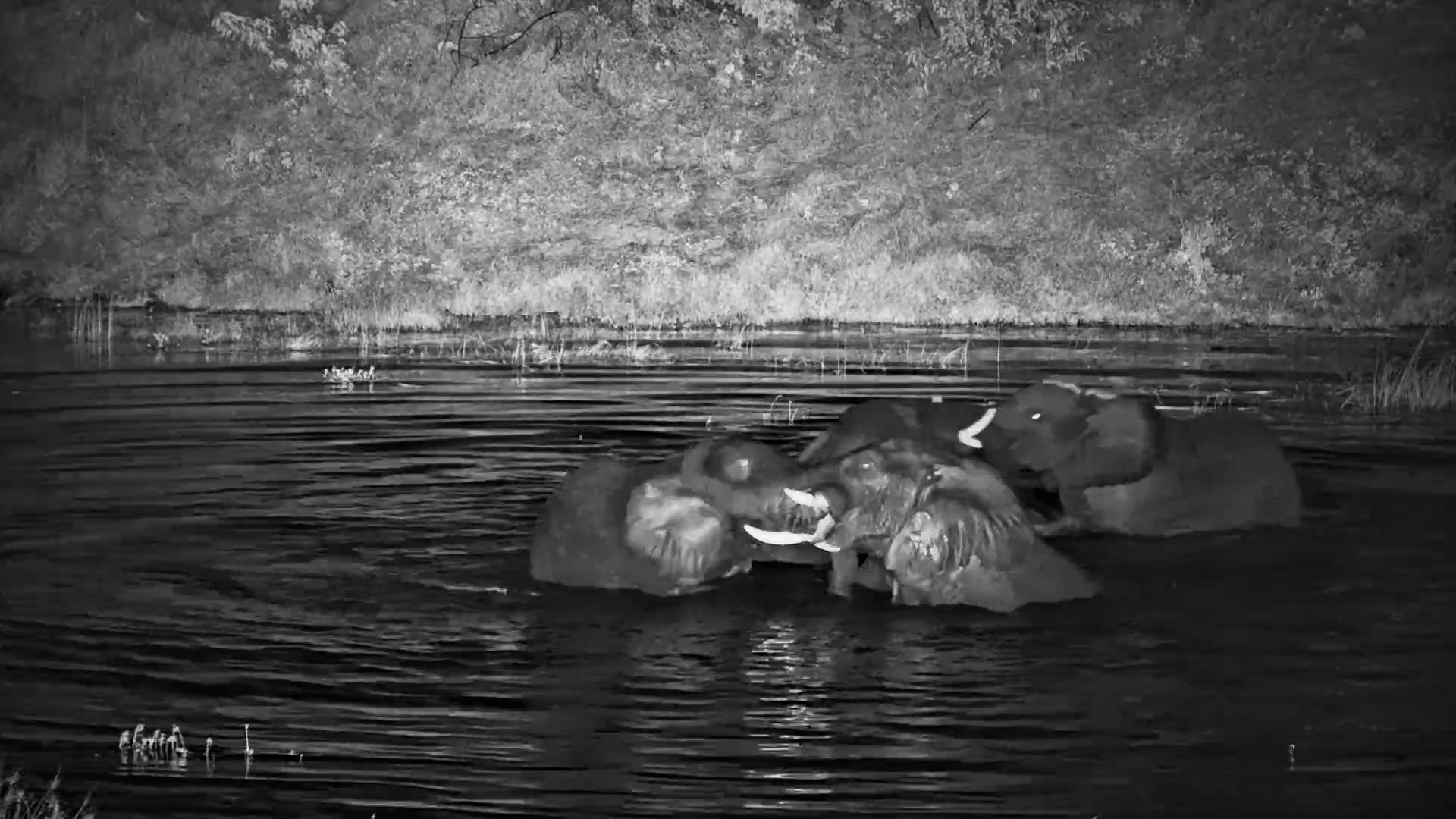 When Elephants Throw a Night Party