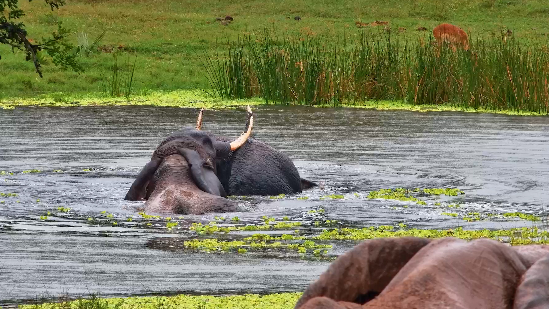 What Happens When It Rains? Elephants Turn Into Kids