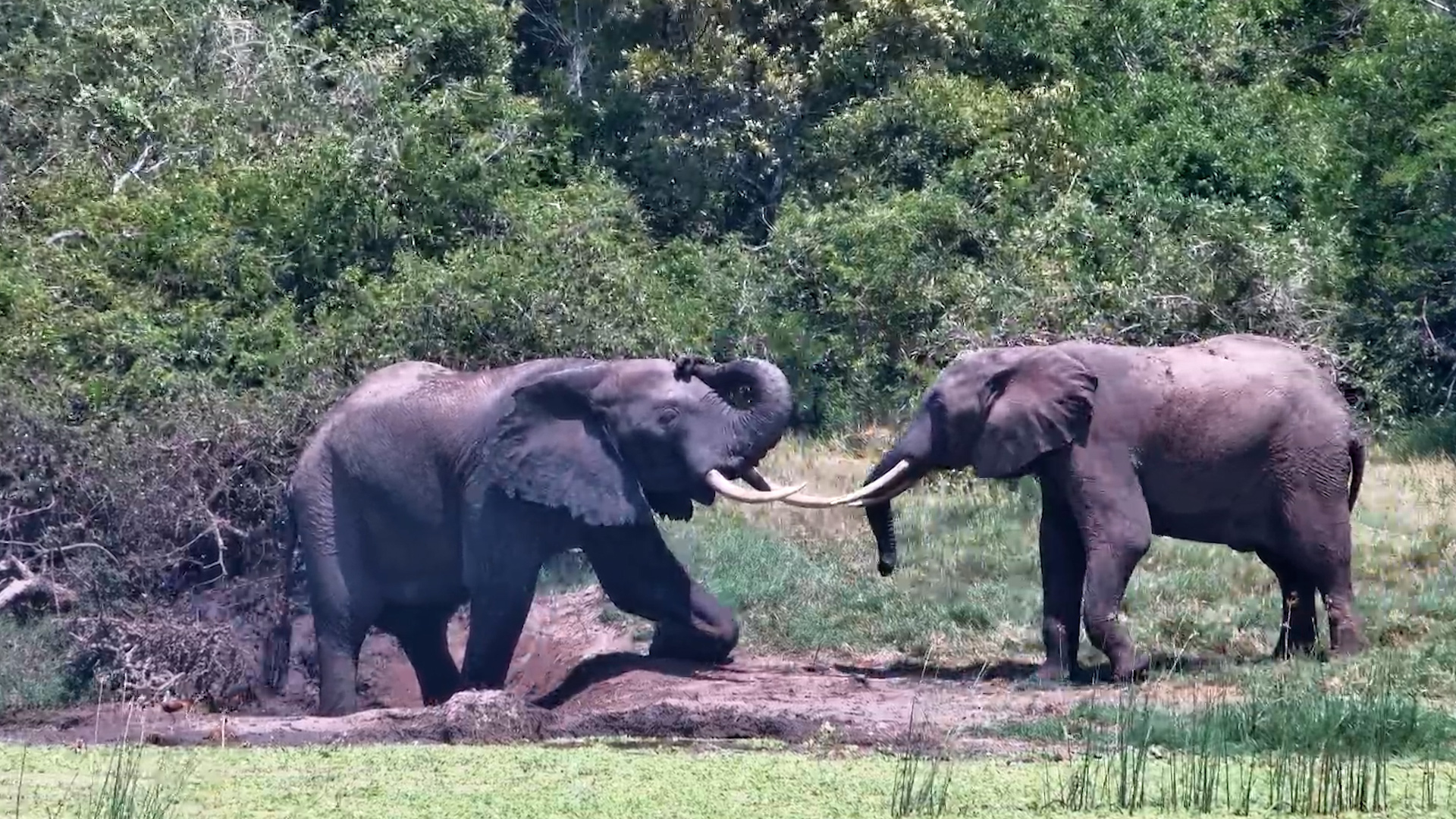 Elephants Go Full Play Mode