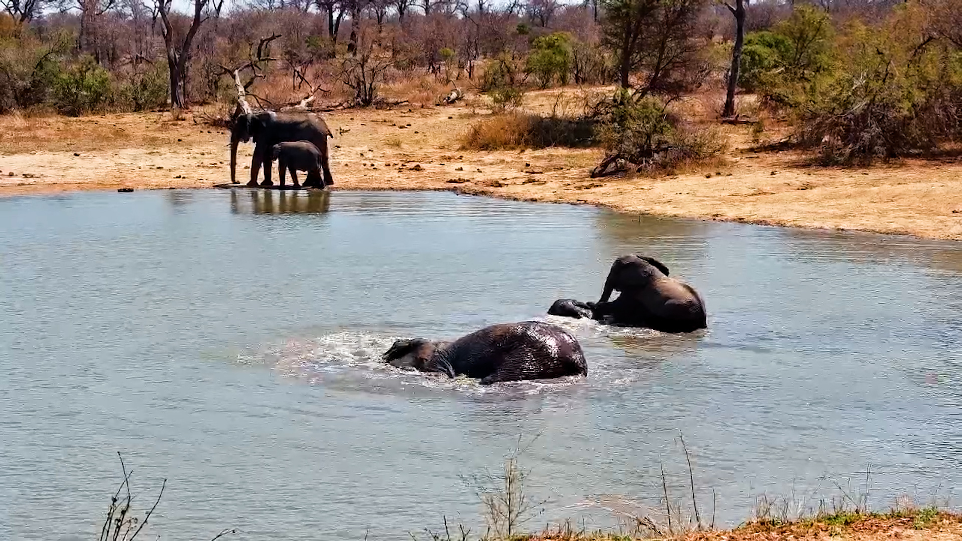 Elephants Cool Off with a Good Soak