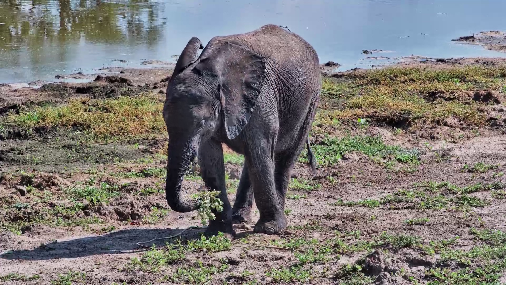Twin Pan Giants: Elephants Feeding and Drinking