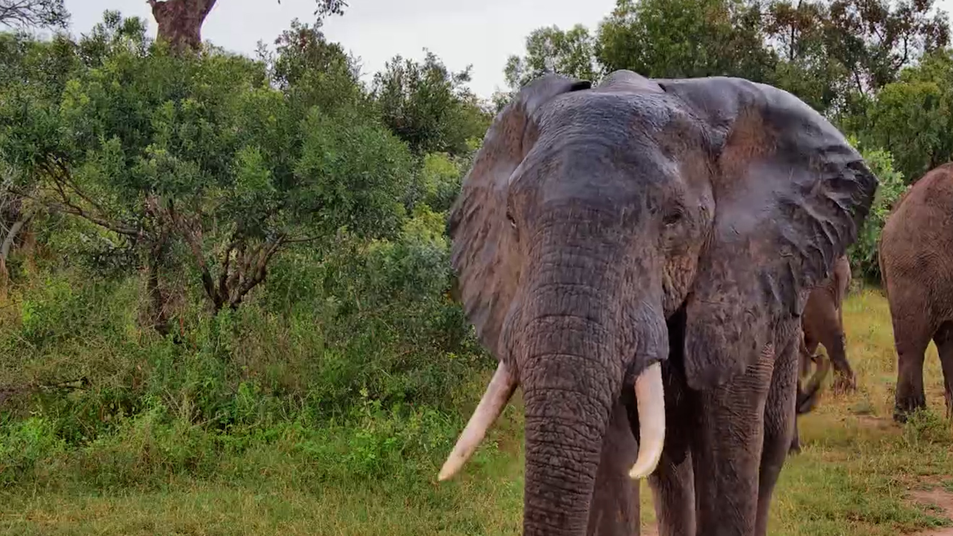 Elephant Herd Makes Waves at the Waterhole