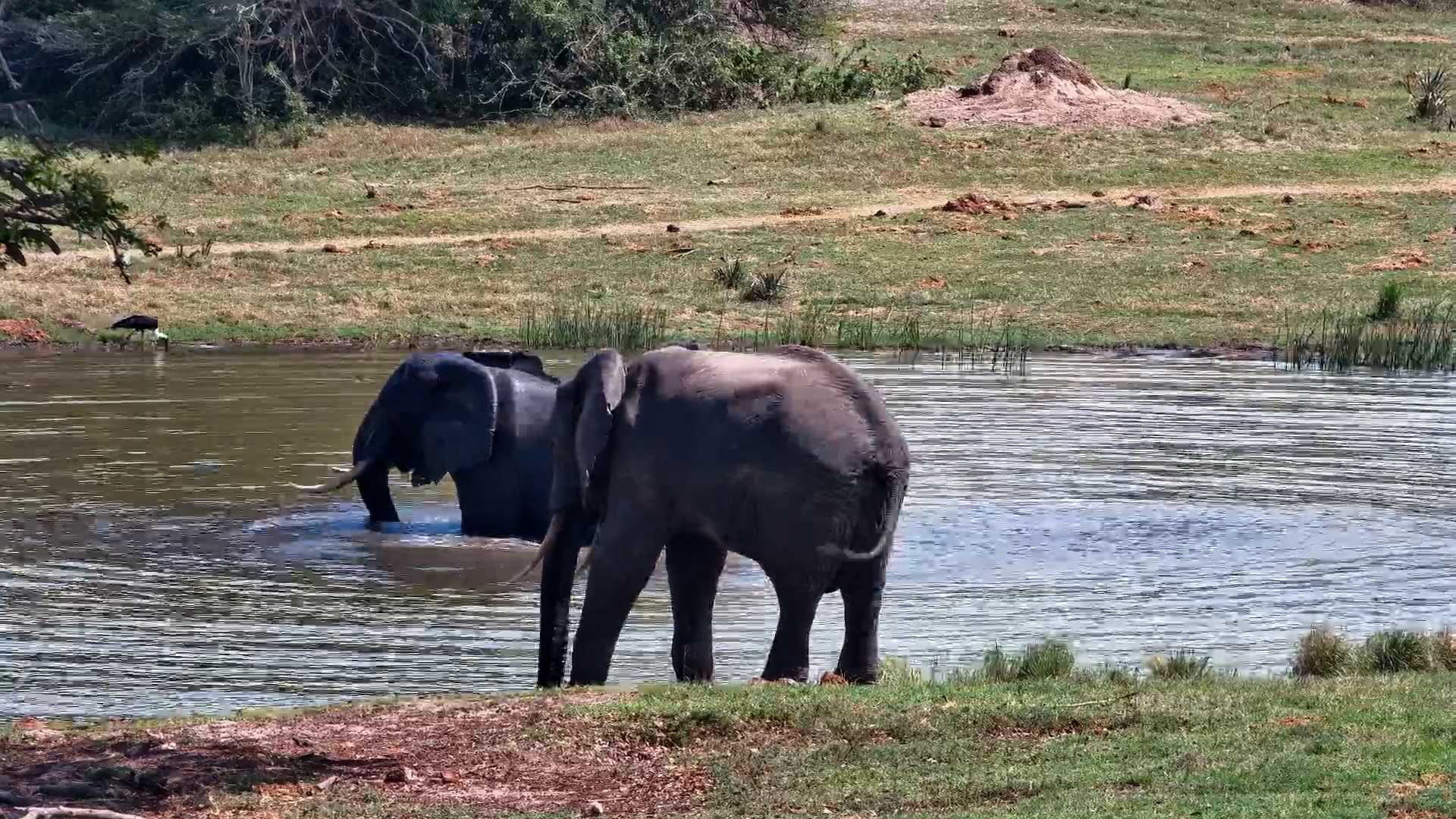 Mighty Elephants Enjoy the Refreshing Waterhole at Tembe Elephant Park