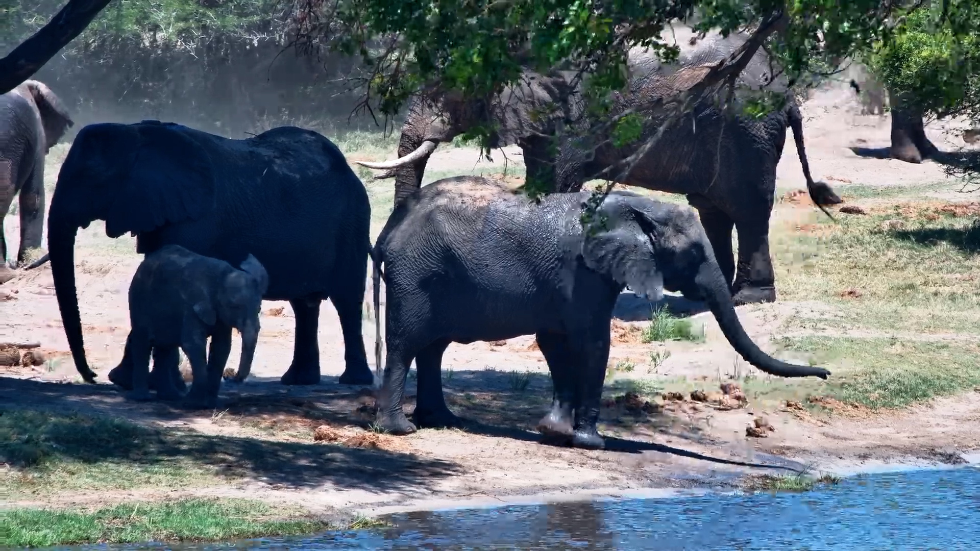 Elephants Loving Life at Tembe!