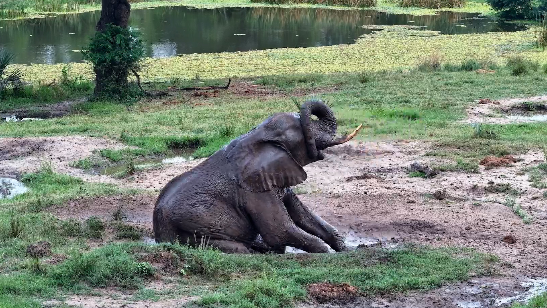 This Is Peak Elephant Comfort
