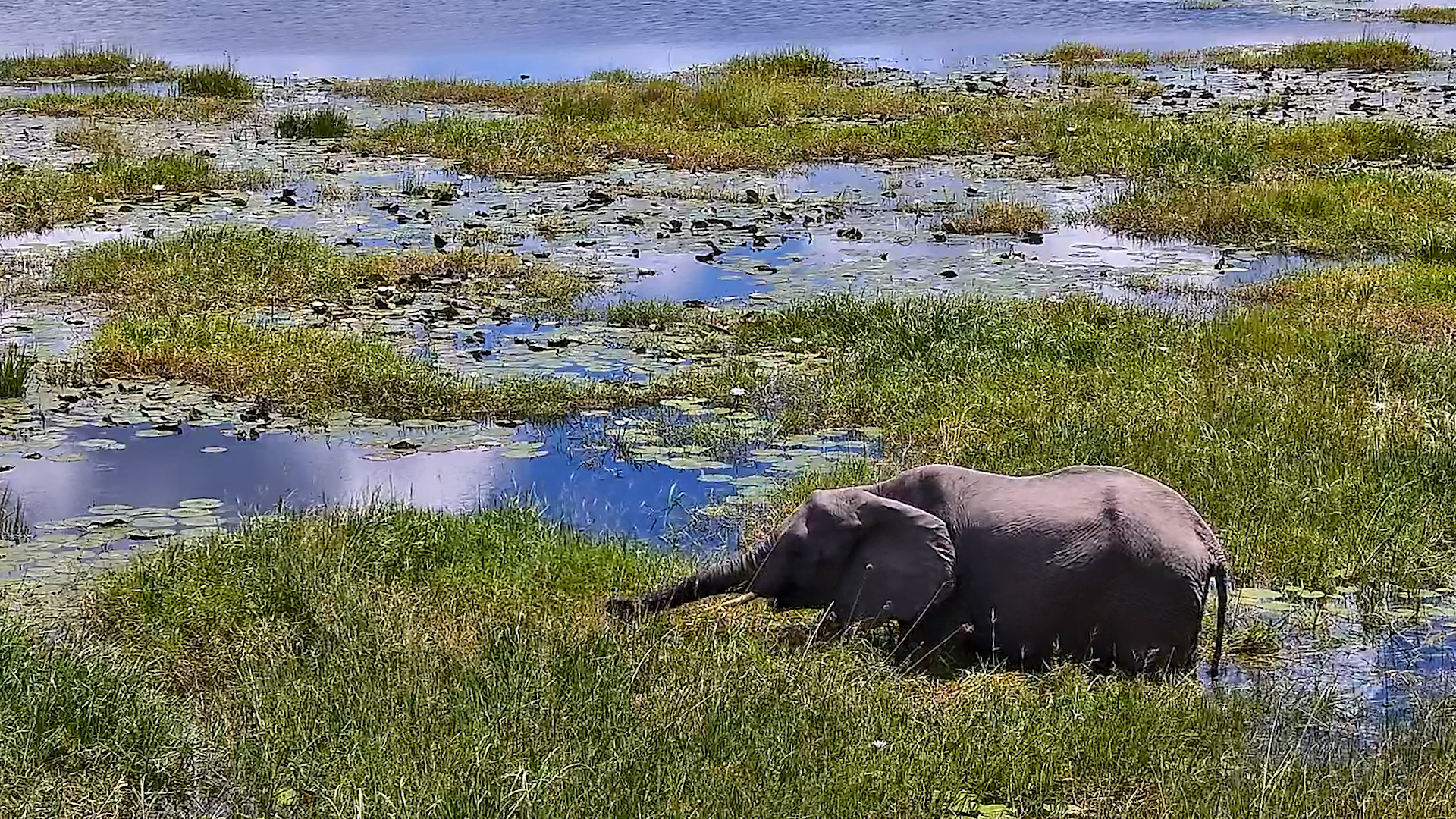 Elephants in a Green Paradise