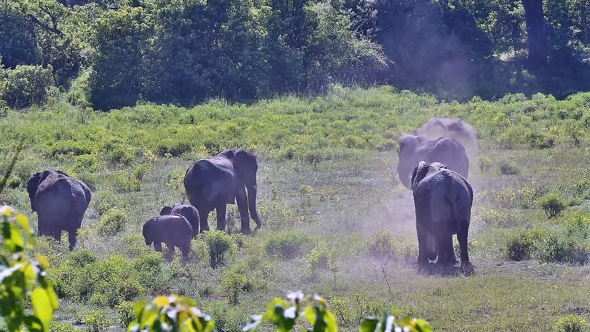 Splash & Dust: Elephants at the Basin