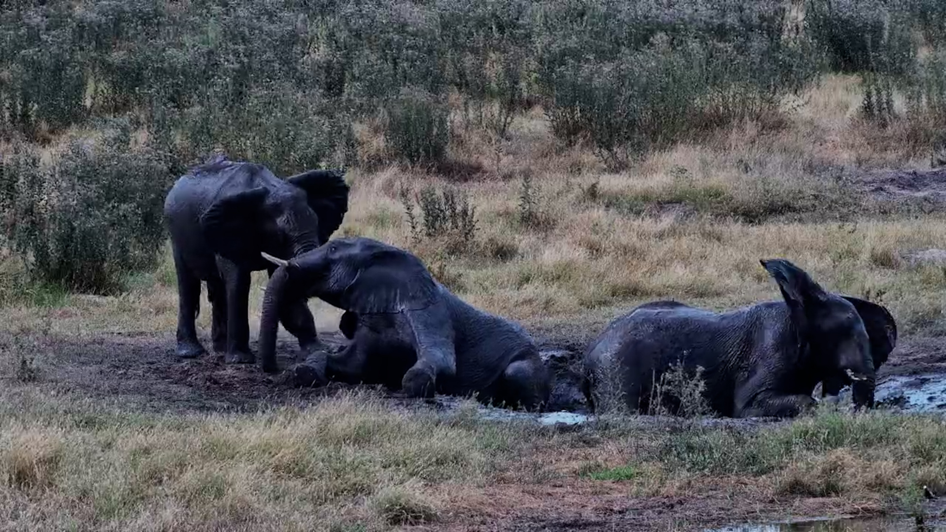 Moela Turns Into an Elephant Mud Spa