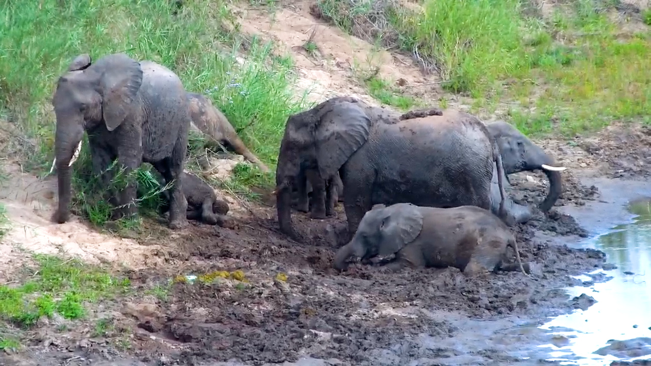 A Riverbank Full of Muddy Elephants