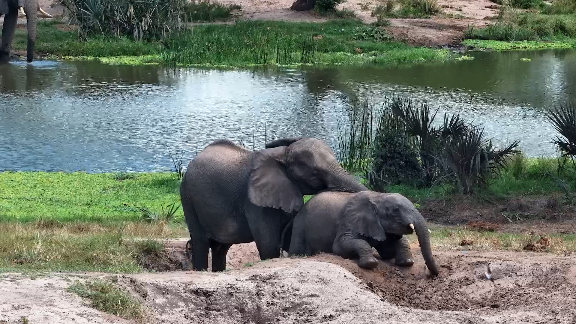 Elephants Having a Blast in Tembe Sand!