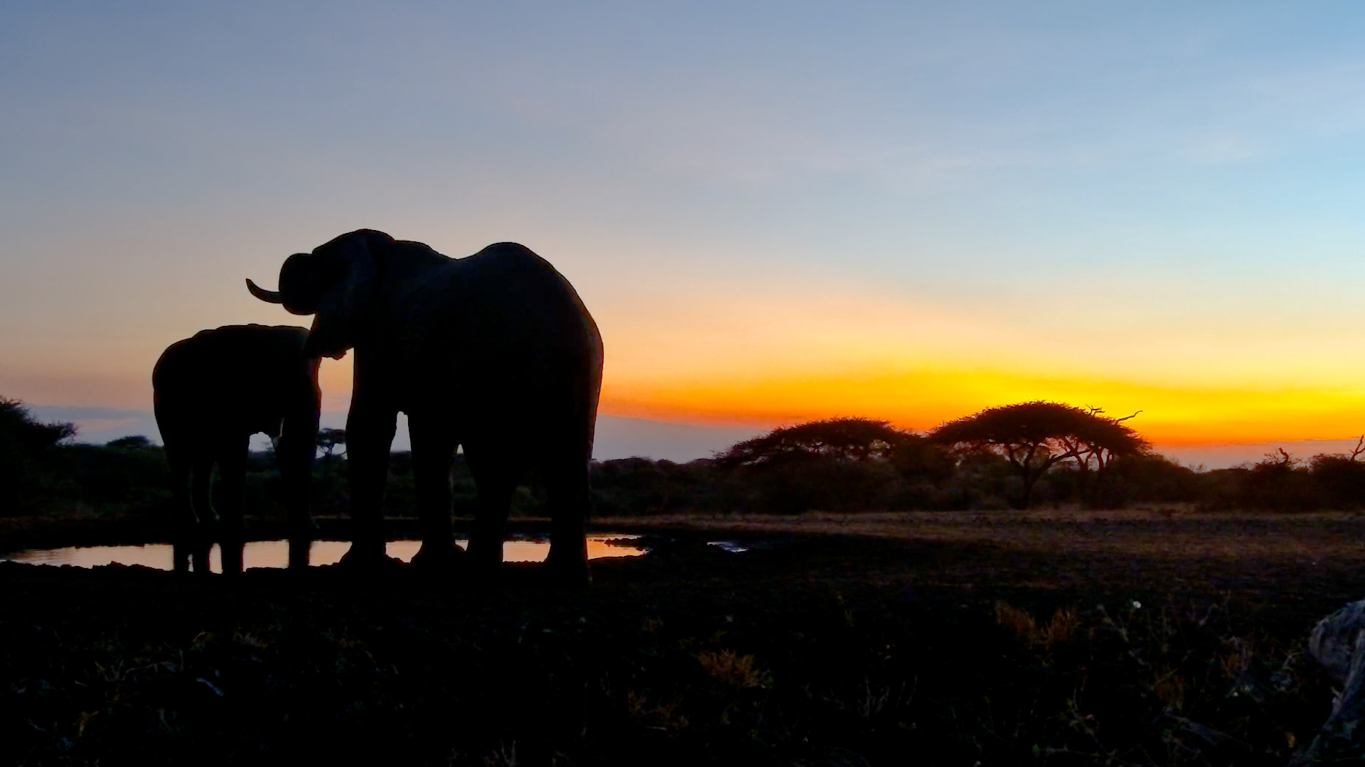 Elephants Enjoy a Sundowner at ol Donyo Waterhole