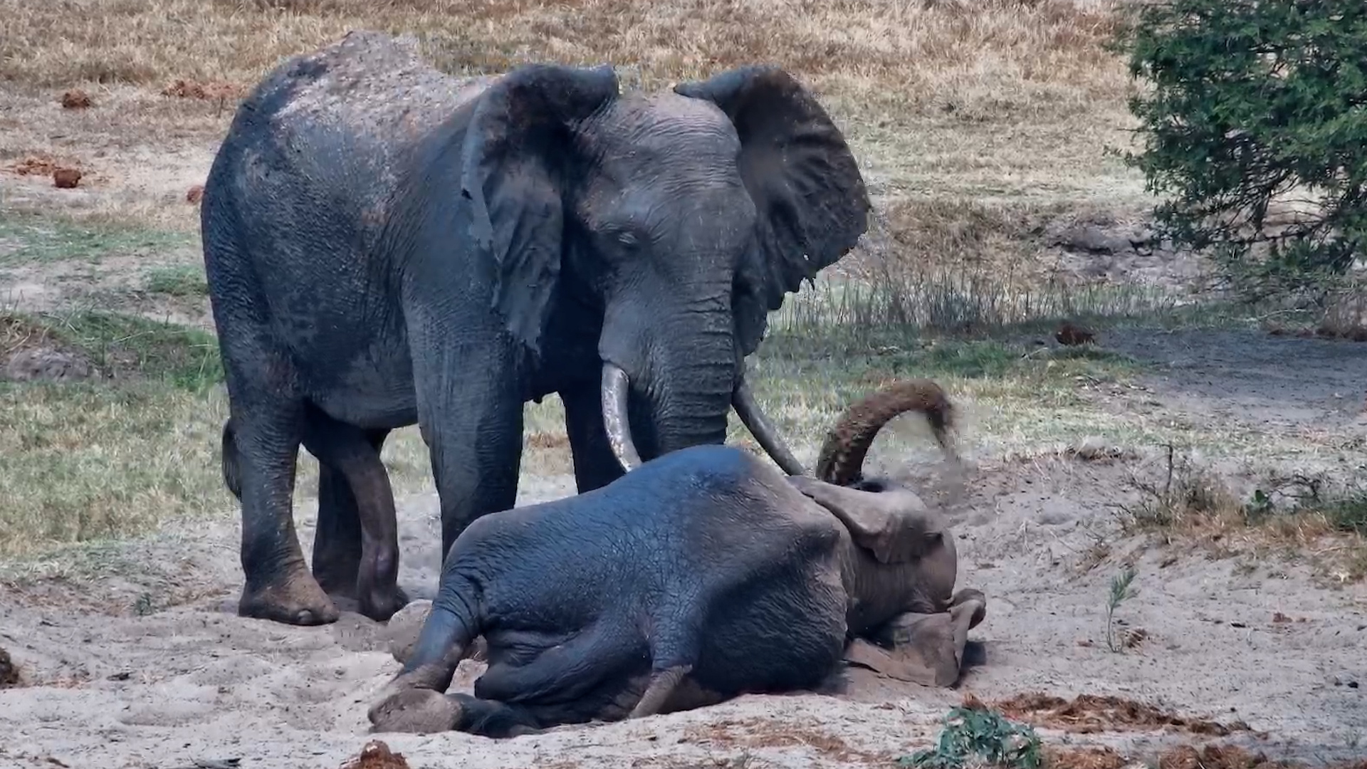 Elephant Chill Time: Lying Back at Tembe