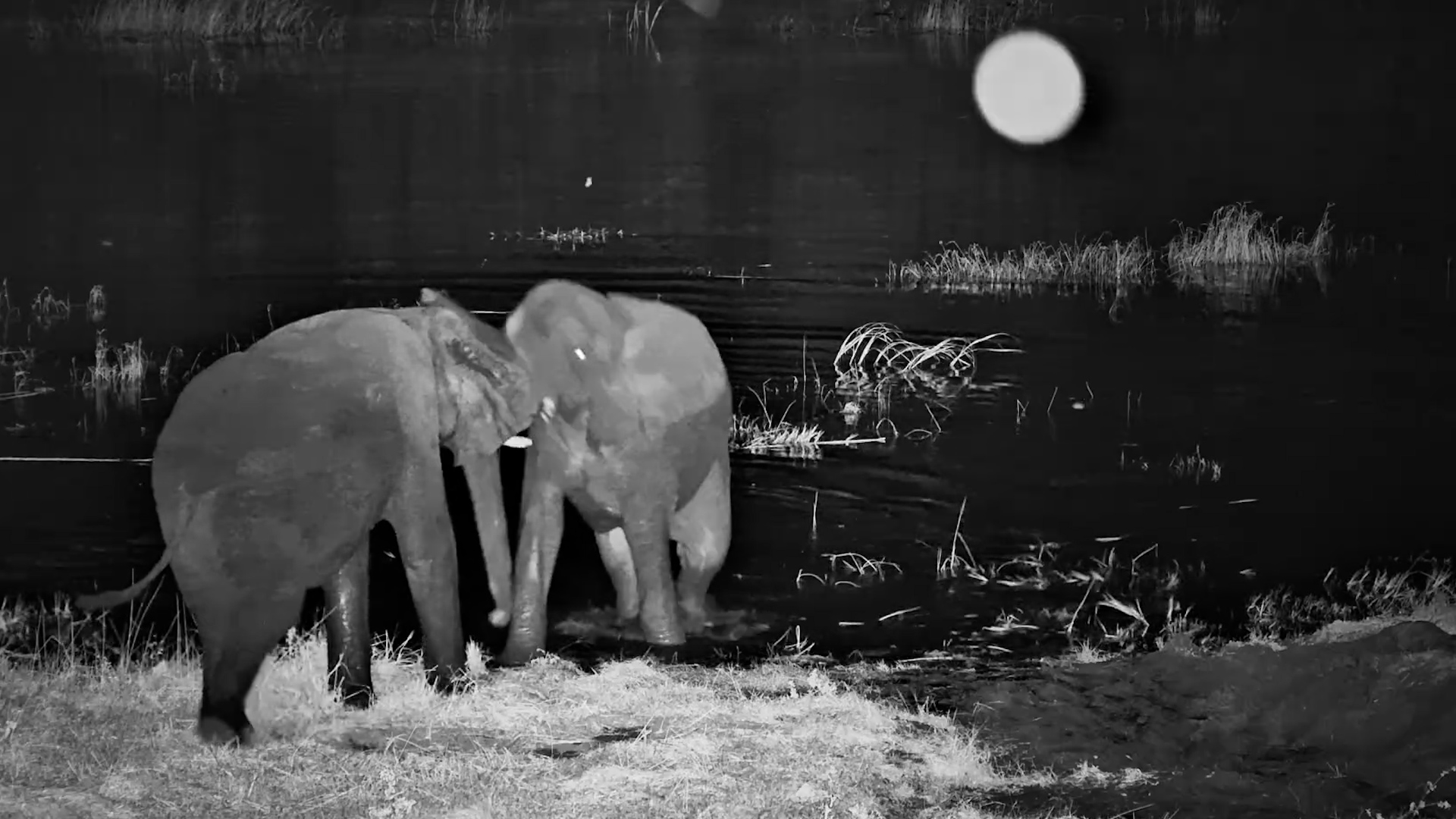 Elephants Living Their Best Night