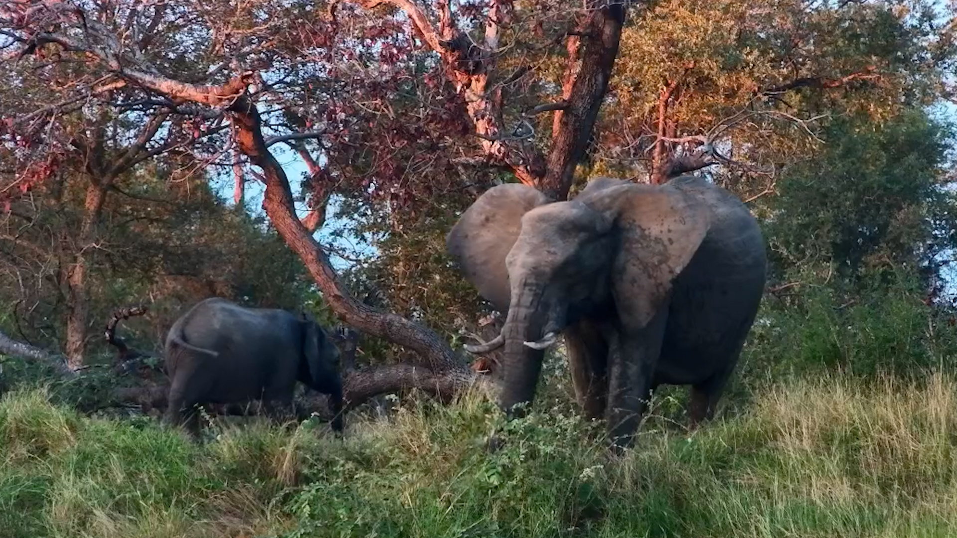 A Quiet Elephant Moment