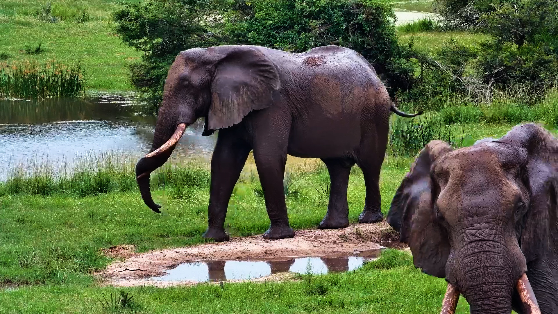 Elephants Playing in Mud
