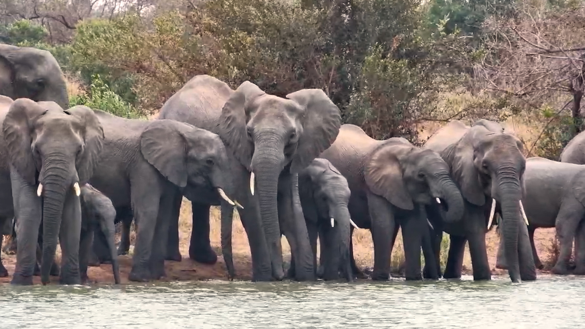 Elephants Queue Up for a Drink at the Waterside