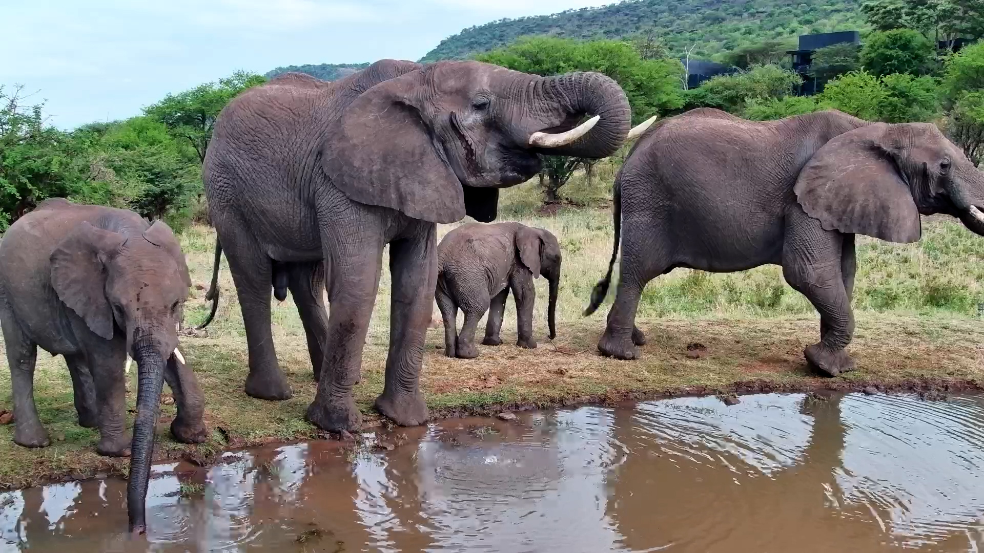 Newborn Calf Joins the Herd at Serengeti Waterhole!