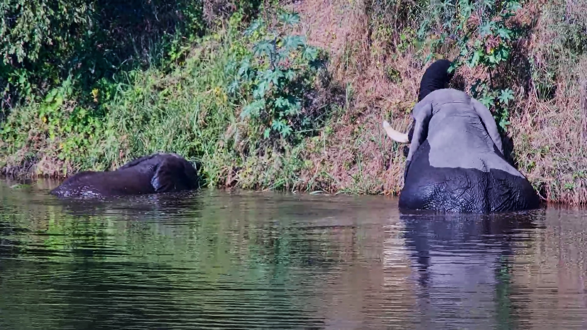 This Elephant Was Clearly Enjoying the Water