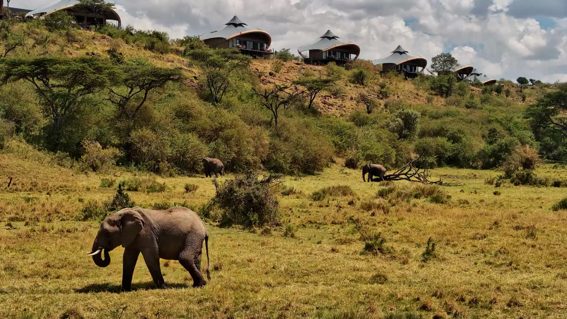 Elephants Grazing Below Mahali Mzuri