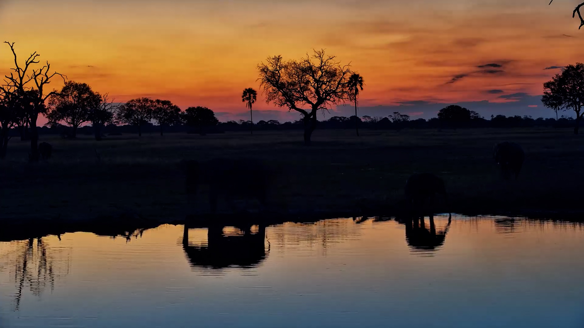 Elephant Silhouettes Against a Burning African Sunset