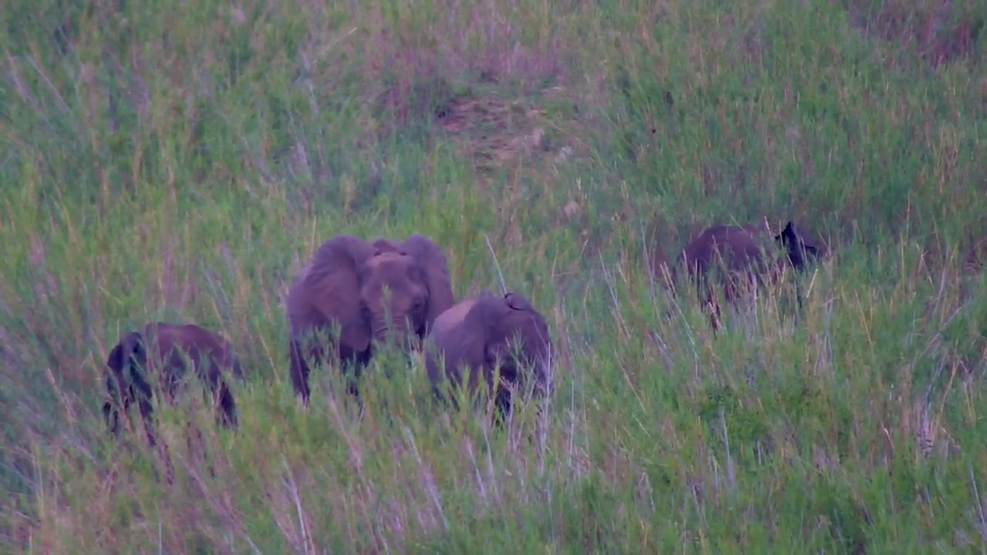 Elephants in the Sea of Grass!