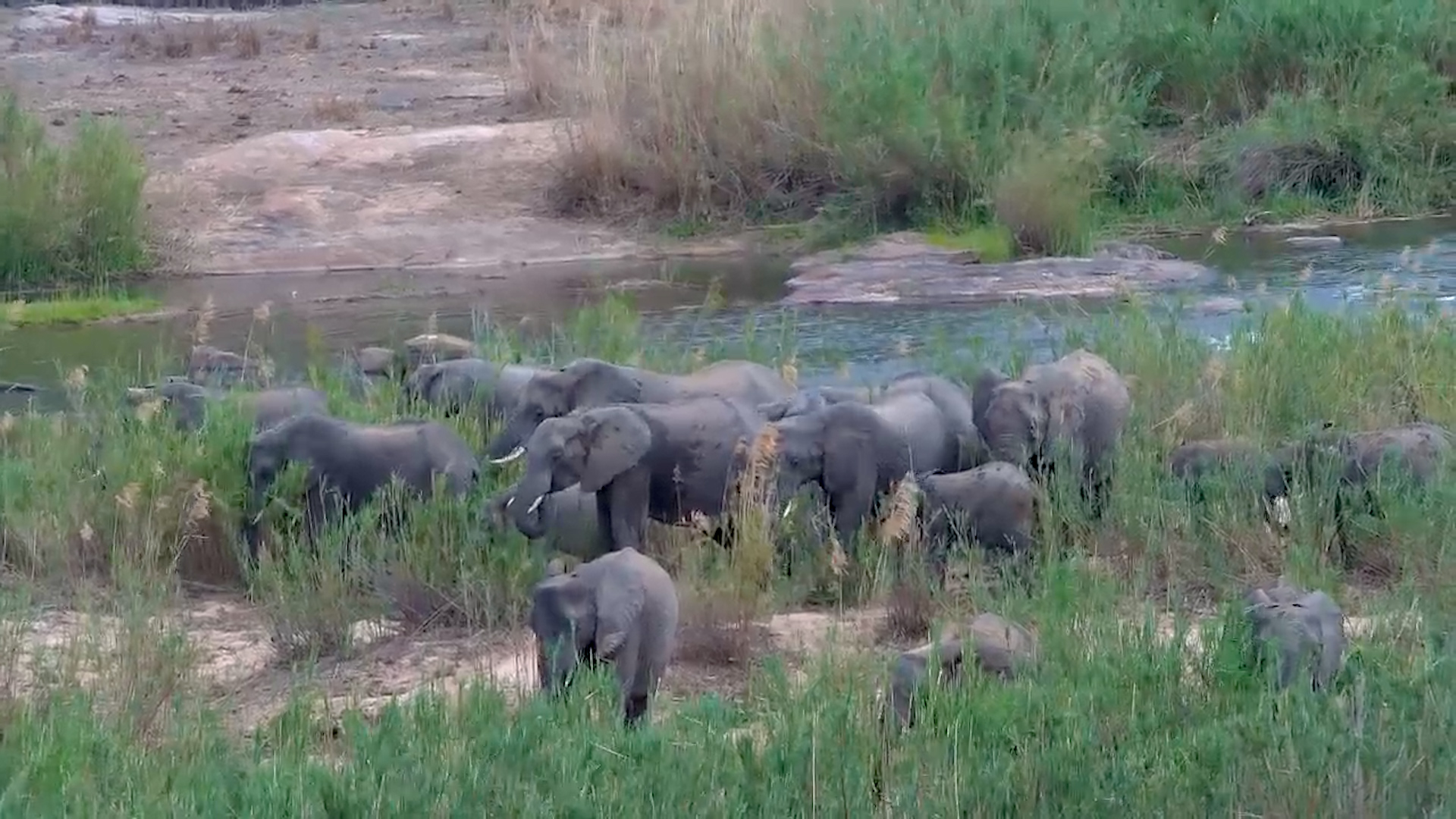 Elephant Herd Feeds in the Tall Reeds