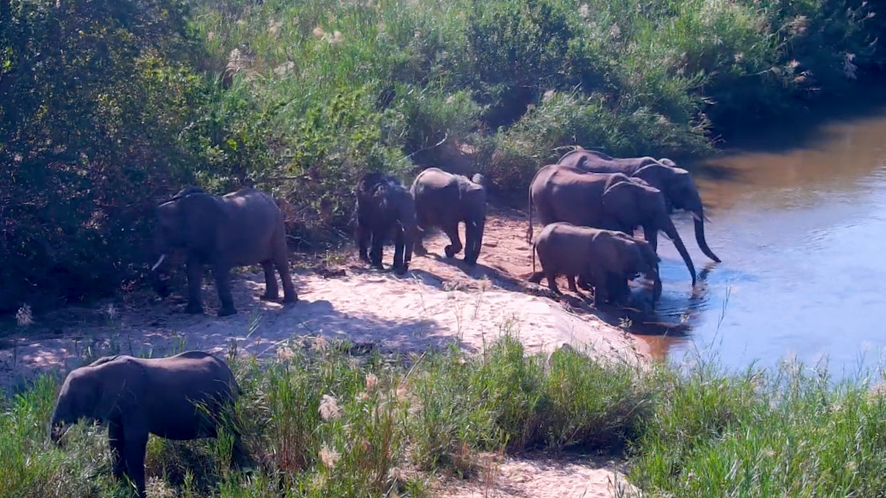 Elephants Found the Perfect Place to Unwind