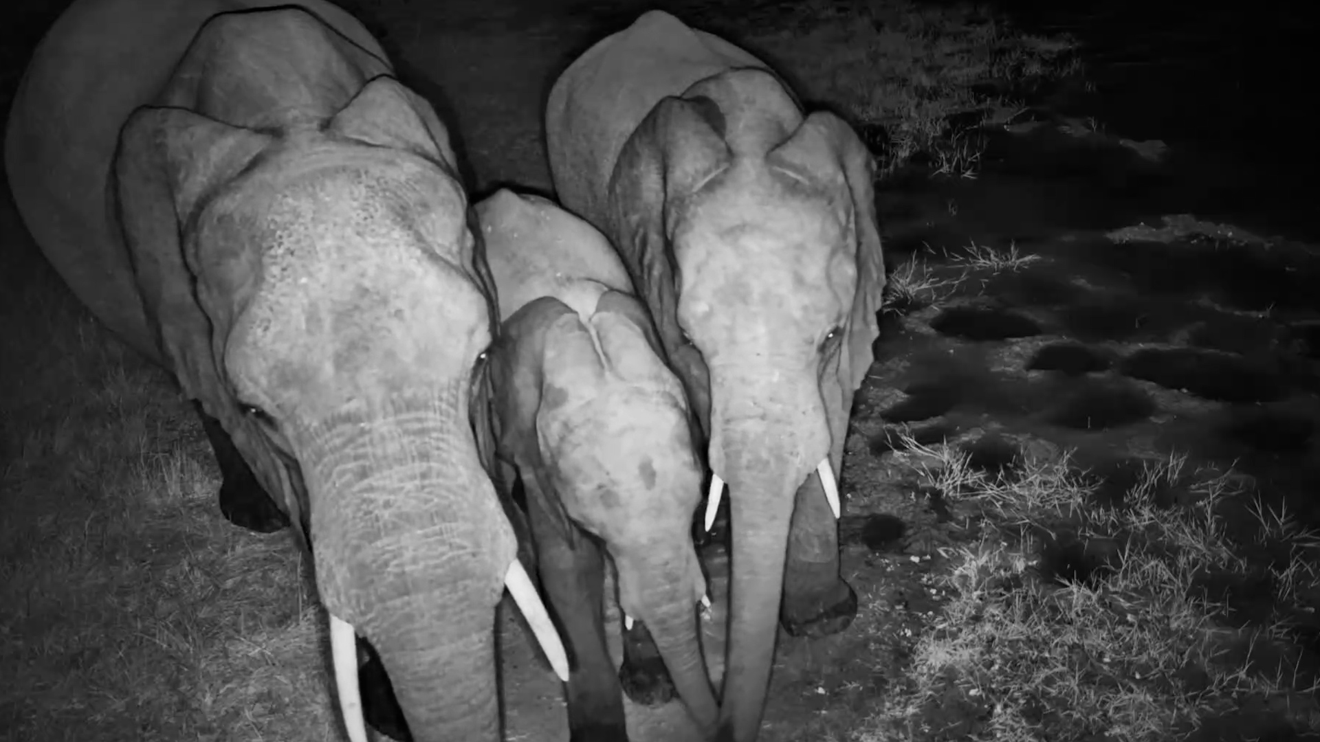 The Elephants Paused Right Beside the Camera