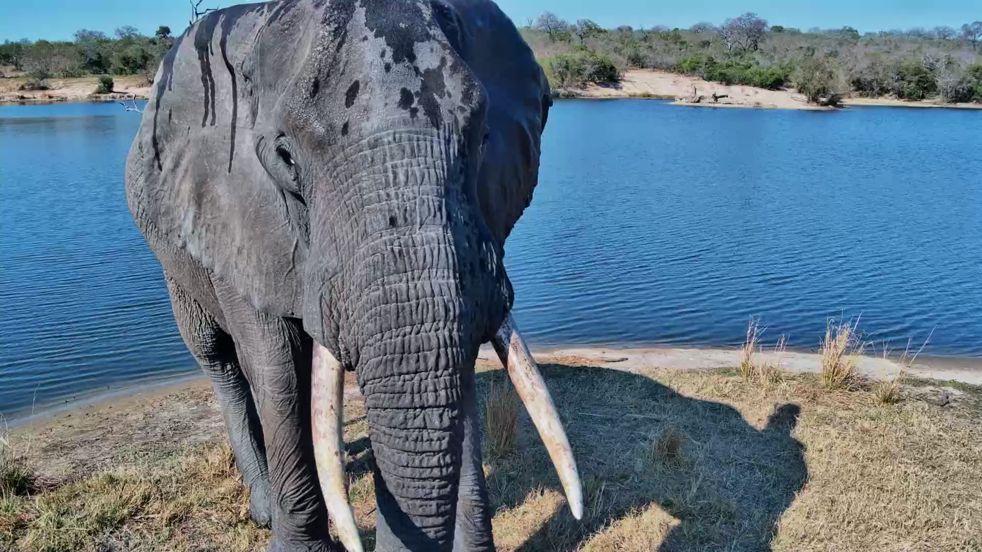 Front-Row Seat to an Elephant's Lunch